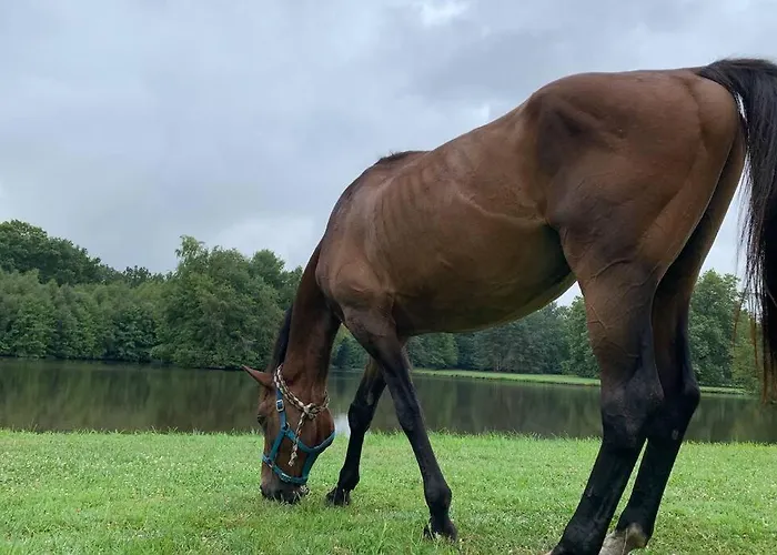 Romantic Anciens In A Beautiful Park La Fontaine-Saint-Martin